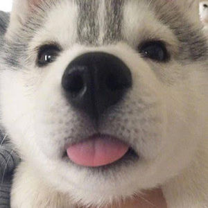 Meet your Posher, Emma